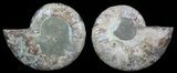 Bargain, Sliced Fossil Ammonite Pair #51479-1